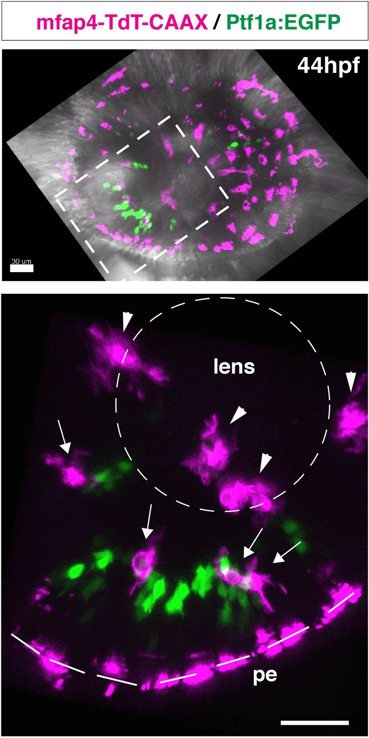 Figures And Data In Mechanisms Underlying Microglial Colonization Of