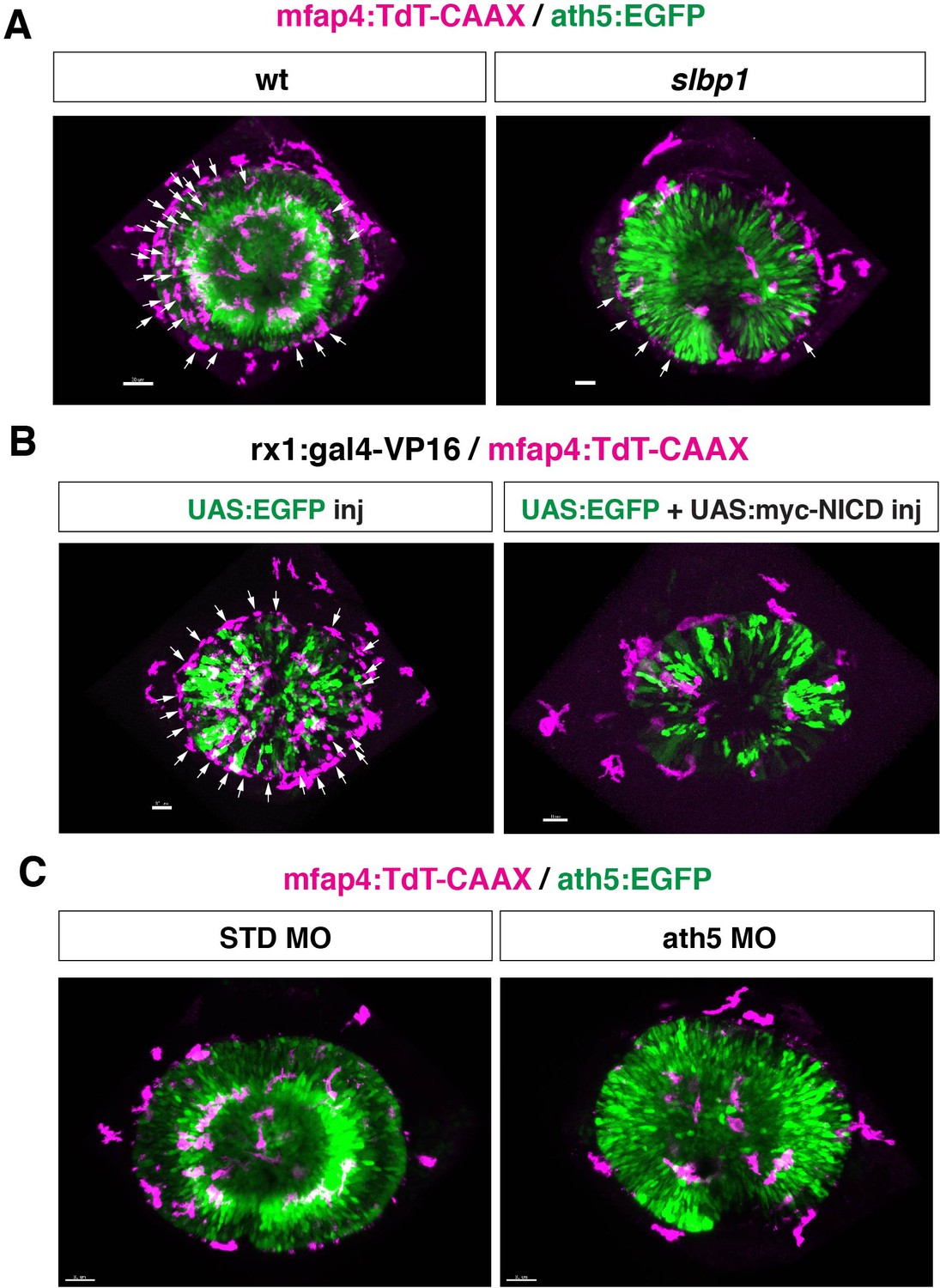 Figures And Data In Mechanisms Underlying Microglial Colonization Of