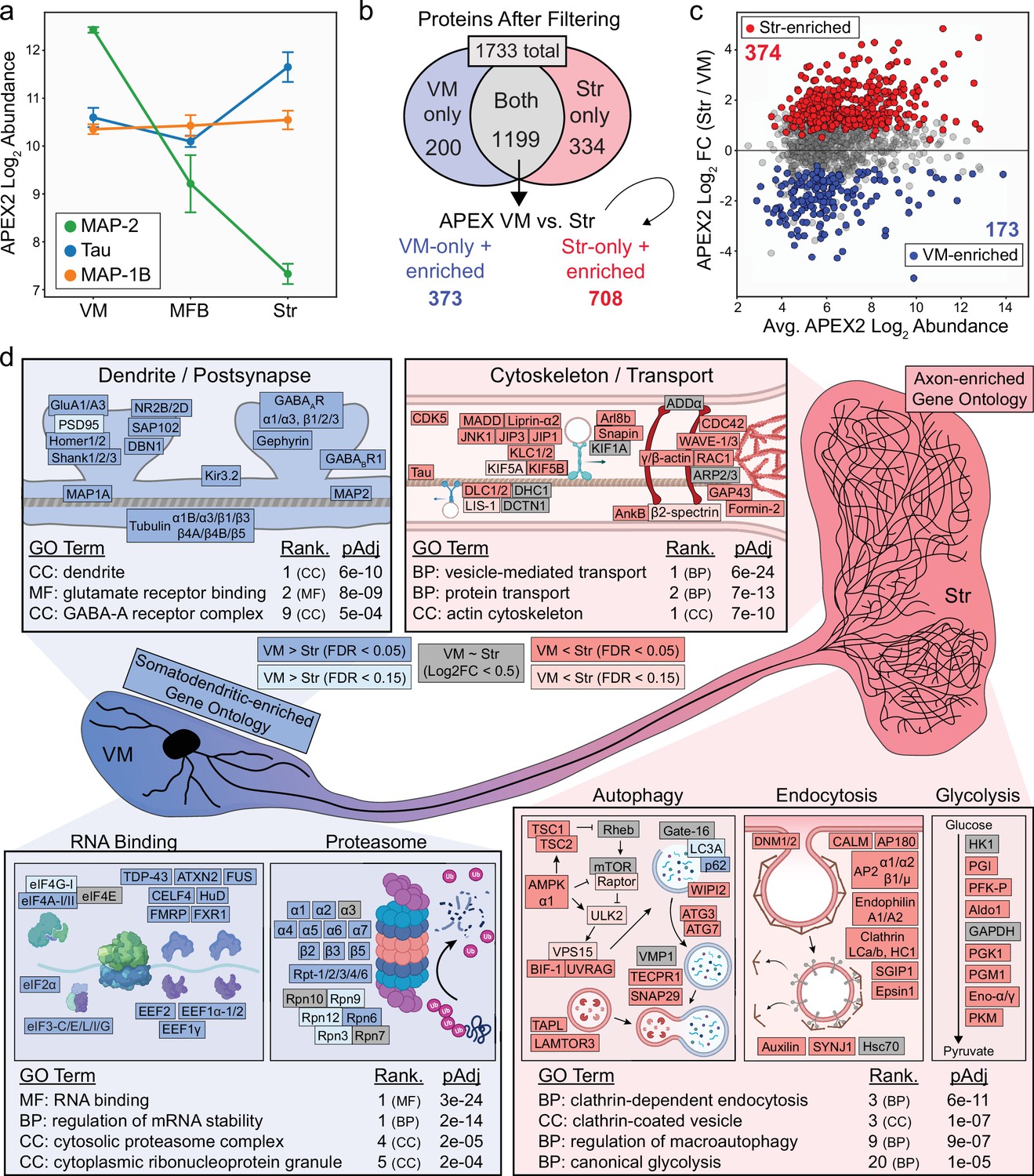 Subcellular Proteomics Of Dopamine Neurons In The Mouse Brain Elife