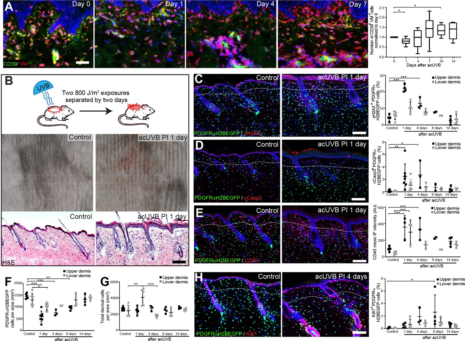 Role of distinct fibroblast lineages and immune cells in dermal repair ...