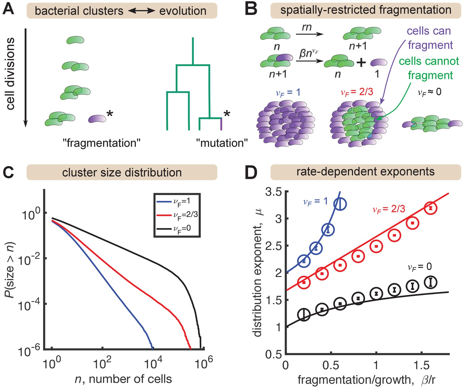 Figures And Data In Gut Bacterial Aggregates As Living Gels | ELife