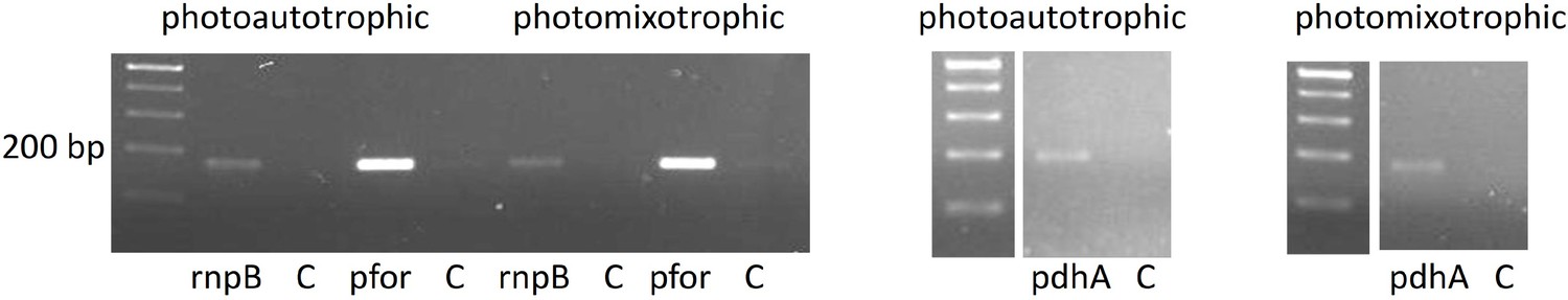 Figures and data in Pyruvate:ferredoxin oxidoreductase and low abundant ...