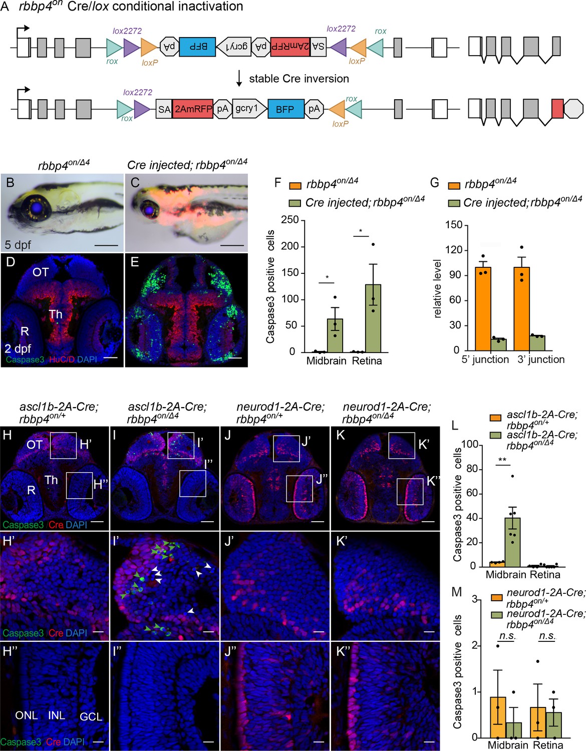 Cre Lox Regulated Conditional Rescue And Inactivation With Zebrafish