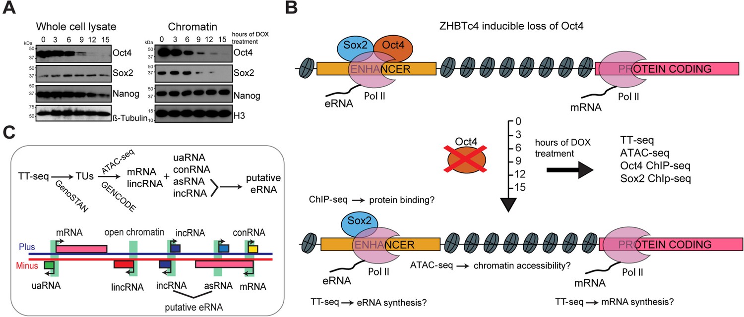 Oct4 Differentially Regulates Chromatin Opening And Enhancer Transcription In Pluripotent Stem 4897