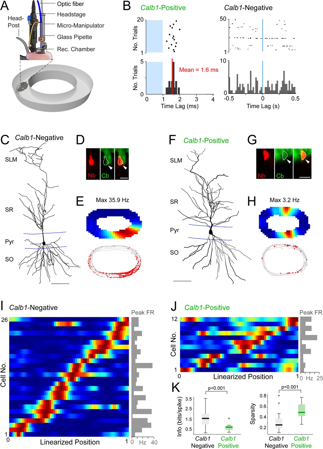 Juxtacellular opto-tagging of hippocampal CA1 neurons in ...