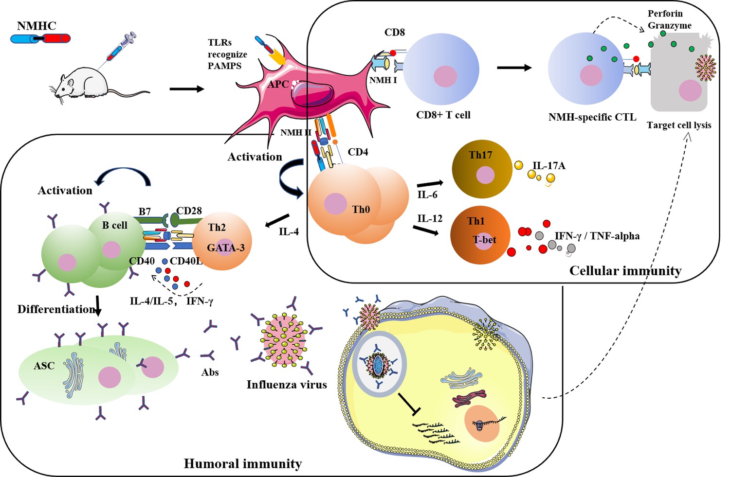 Figures and data in A recombinant protein containing influenza viral ...