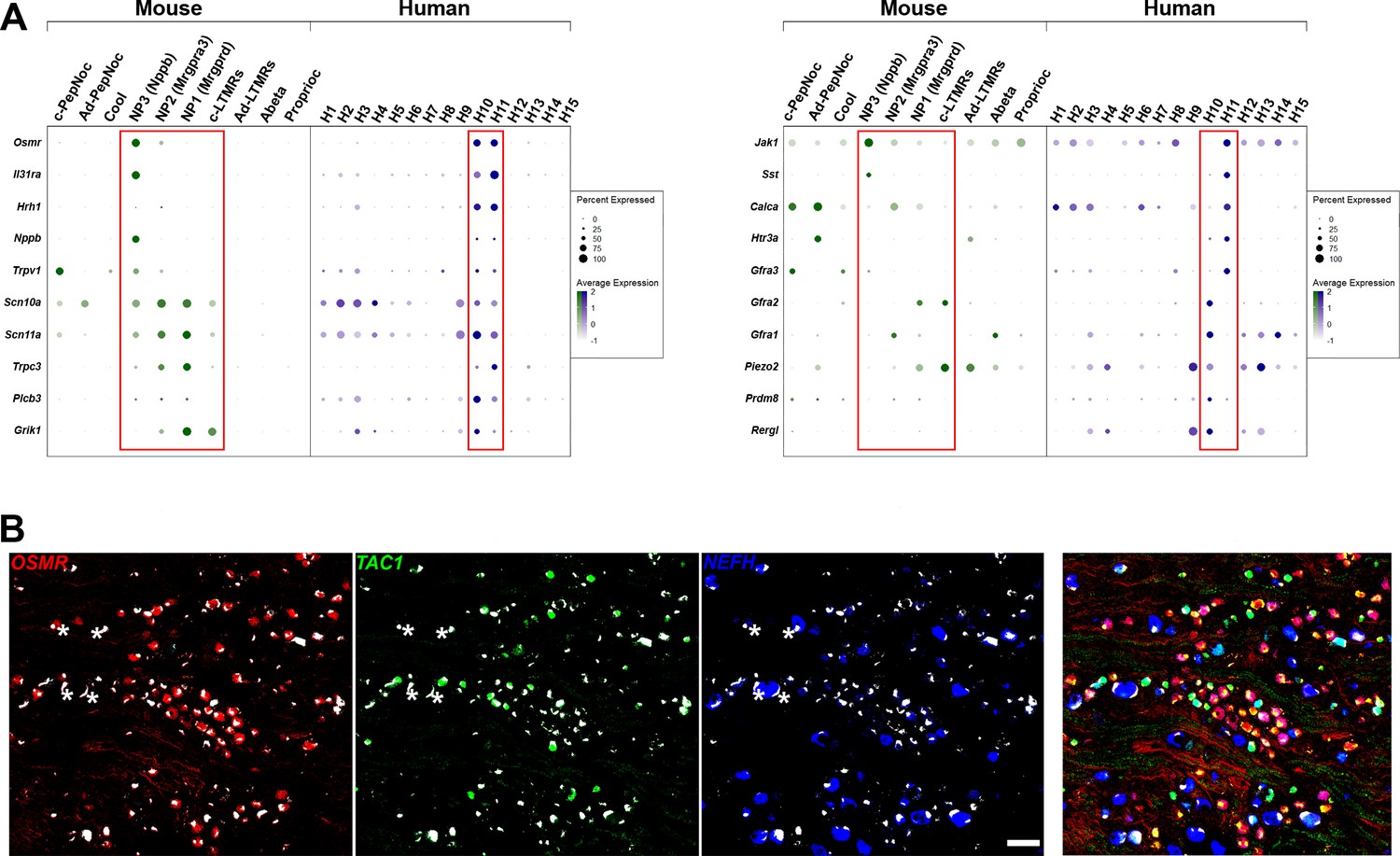 Figures And Data In Single Nucleus Transcriptomic Analysis Of Human