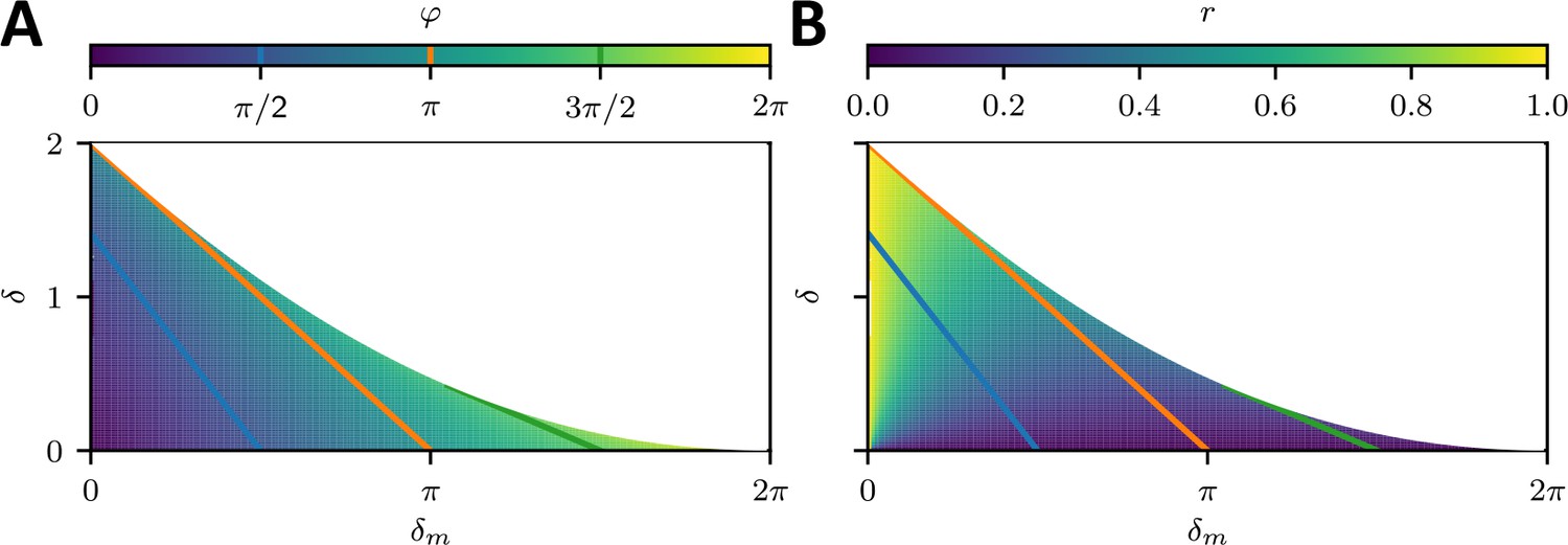 Distinct roles of nonmuscle myosin II isoforms for