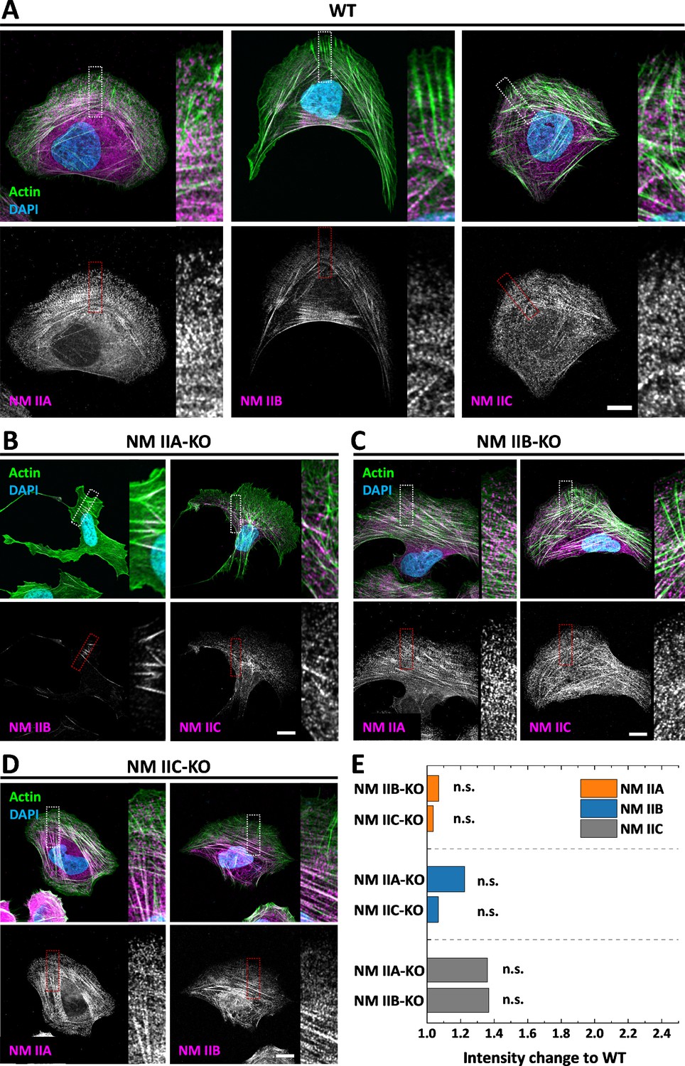 Figures and data in Distinct roles of nonmuscle myosin II isoforms for ...