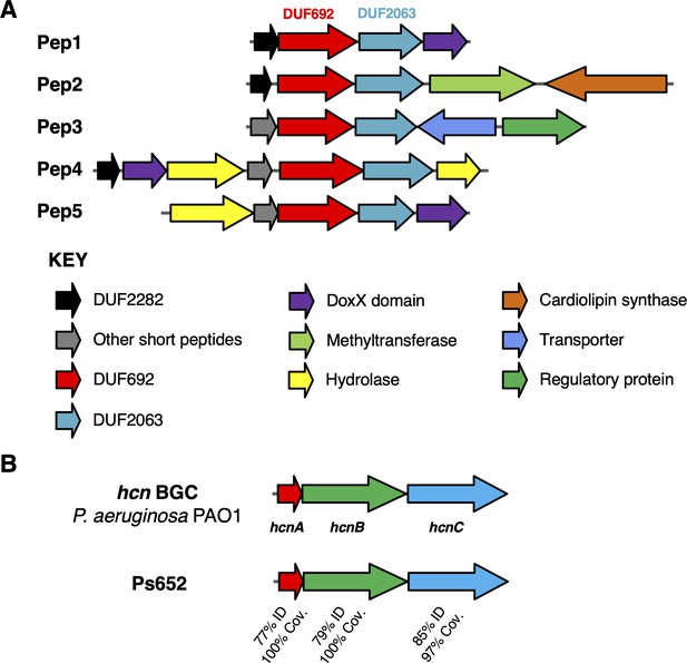 Pan Genome Analysis Identifies Intersecting Roles For Pseudomonas