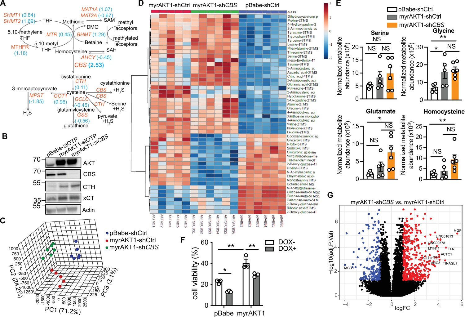 Figures and data in Cystathionine-β-synthase is essential for AKT ...