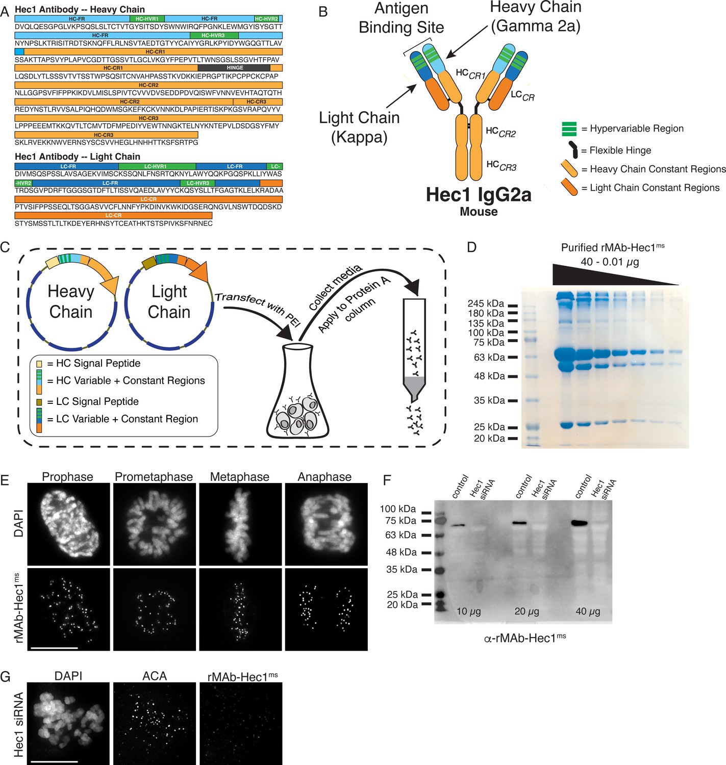 Generation And Diversification Of Recombinant Monoclonal Antibodies | ELife