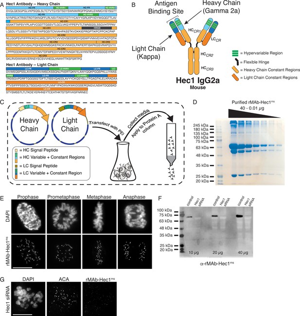 Generation And Diversification Of Recombinant Monoclonal Antibodies Elife