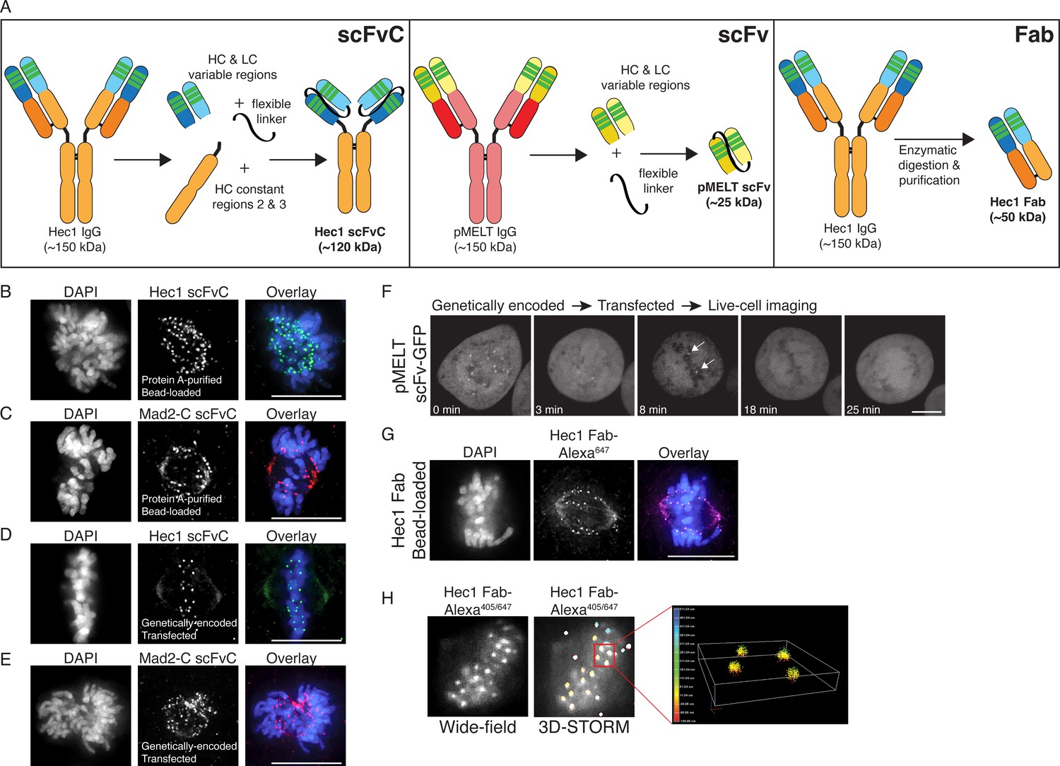 Generation And Diversification Of Recombinant Monoclonal Antibodies | ELife