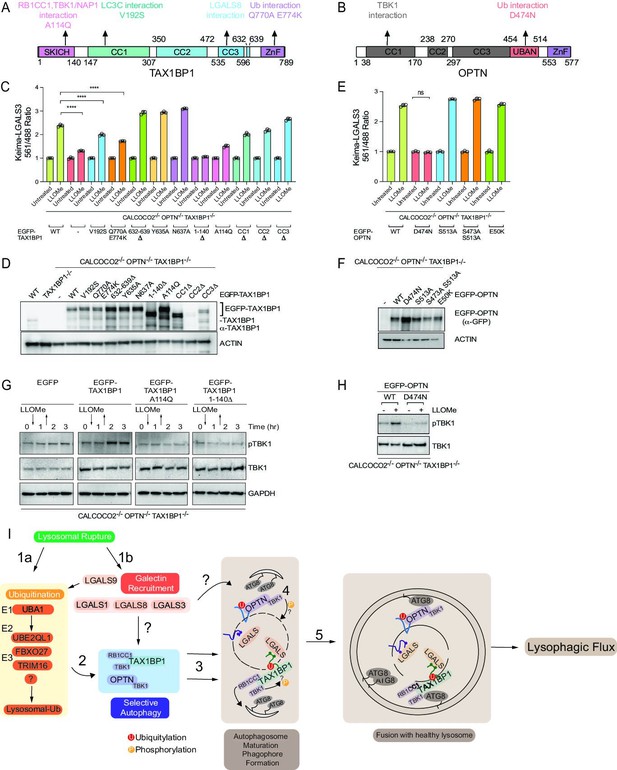 Quantitative proteomics reveals the selectivity of ubiquitin-binding ...