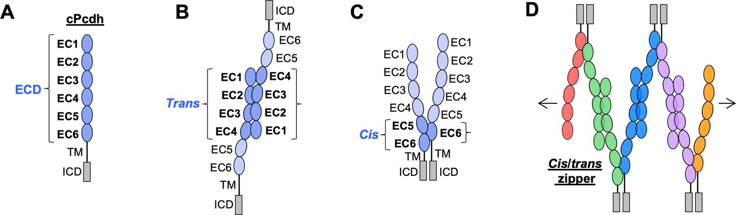 How clustered protocadherin binding specificity is tuned for neuronal ...