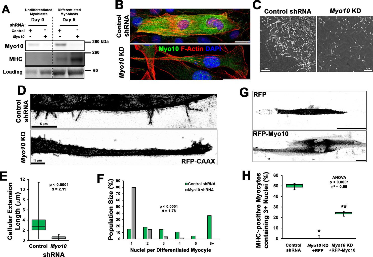 Figures and data in Filopodia powered by class x myosin promote fusion ...