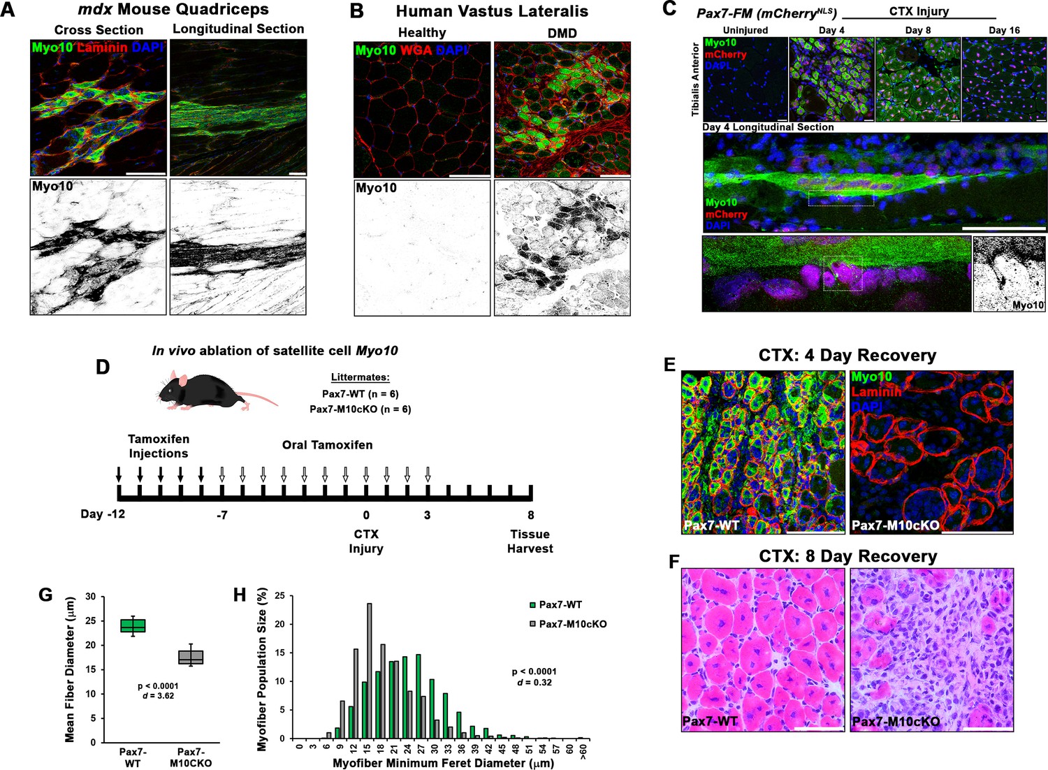Figures and data in Filopodia powered by class x myosin promote fusion ...