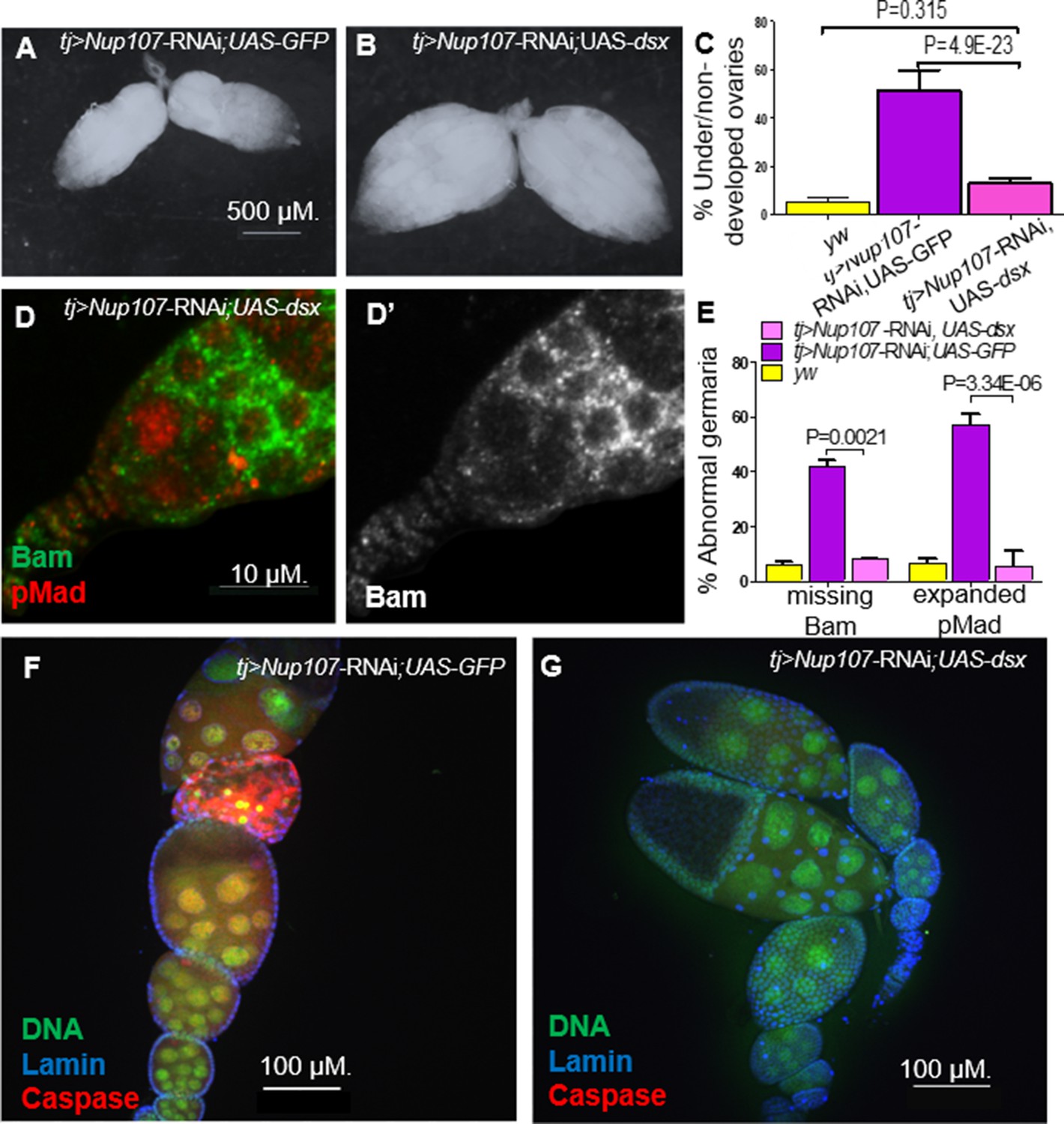 Figures and data in Nucleoporin107 mediates female sexual ...