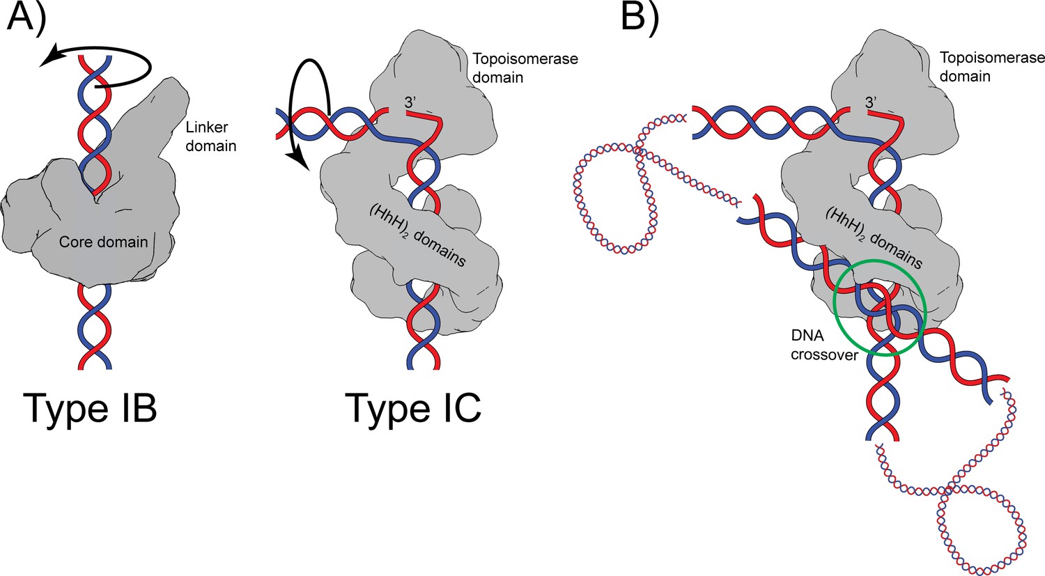 Structures Of Topoisomerase V In Complex With DNA Reveal Unusual DNA