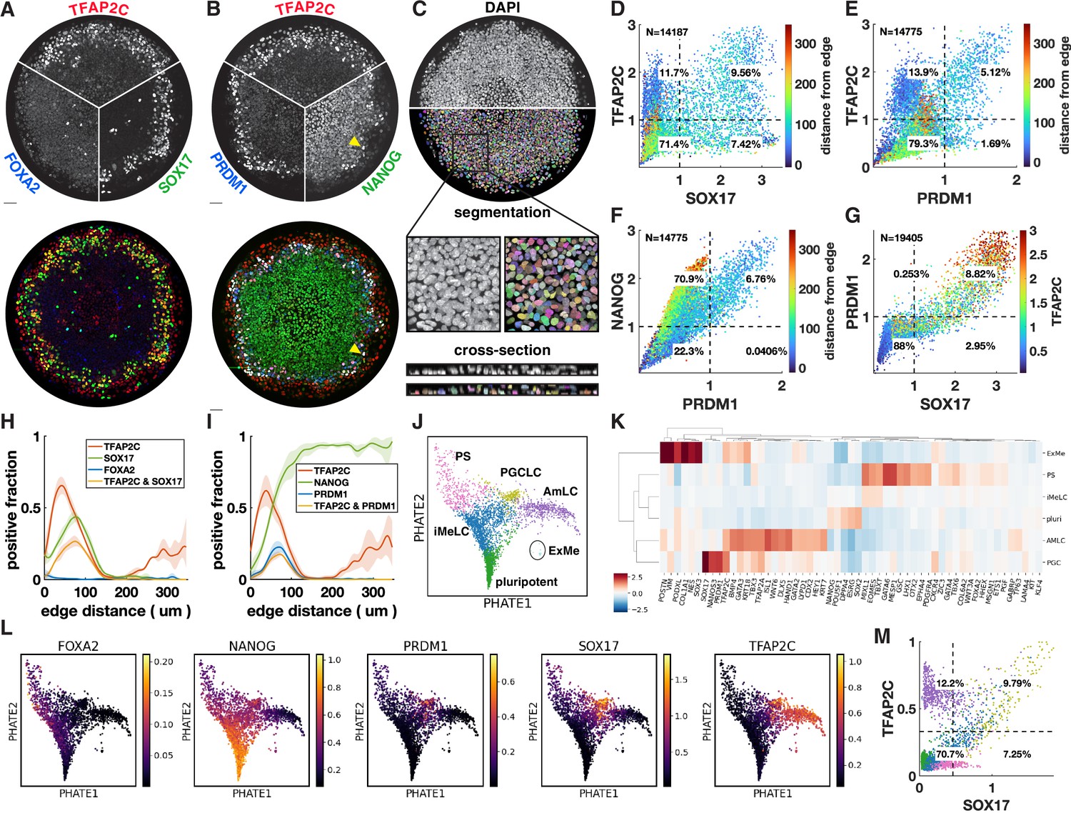 Efficient Differentiation Of Human Primordial Germ Cells Through ...