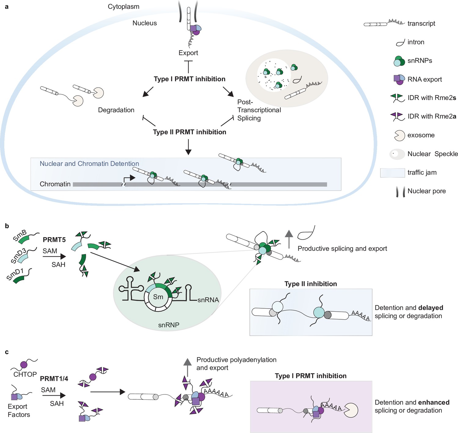 Type I and II PRMTs inversely regulate post-transcriptional intron ...