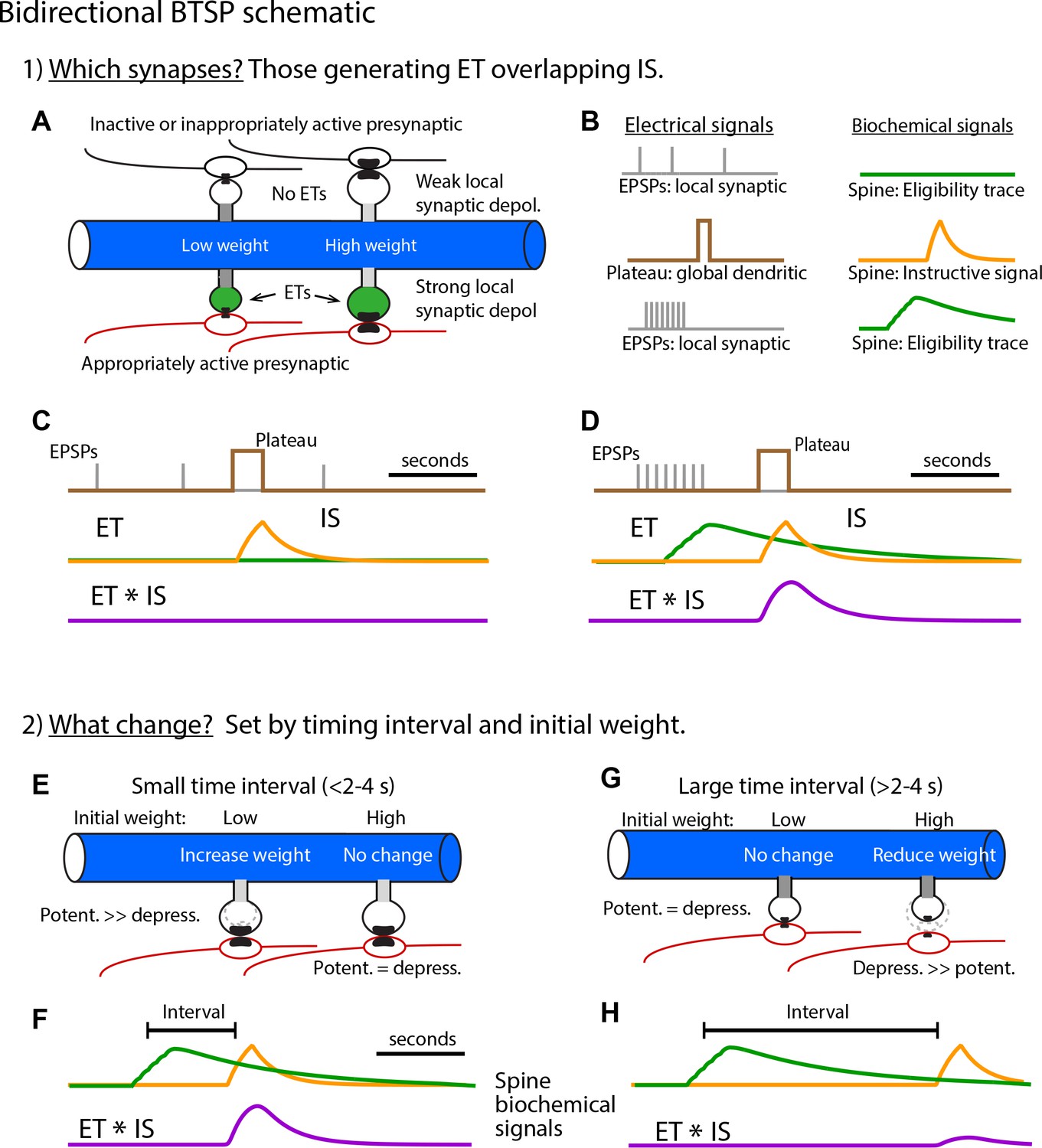 Figures And Data In Bidirectional Synaptic Plasticity Rapidly Modifies ...