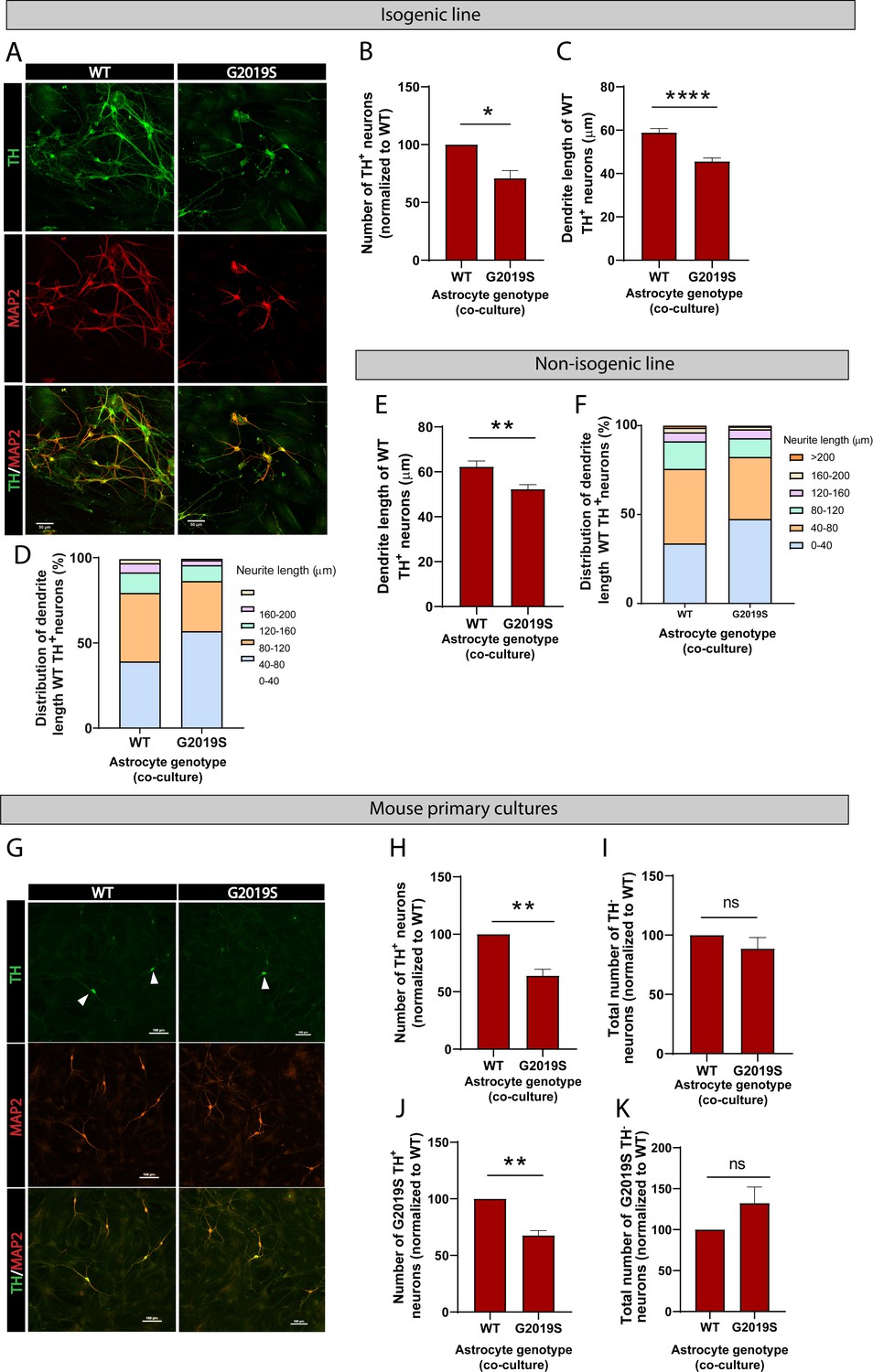 Figures And Data In The Lrrk2 G2019s Mutation Alters Astrocyte To Neuron Communication Via 9482