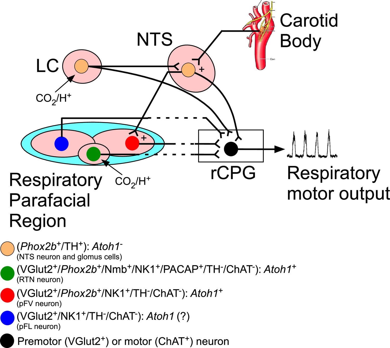 Phox2b mutation mediated by Atoh1 expression impaired respiratory 