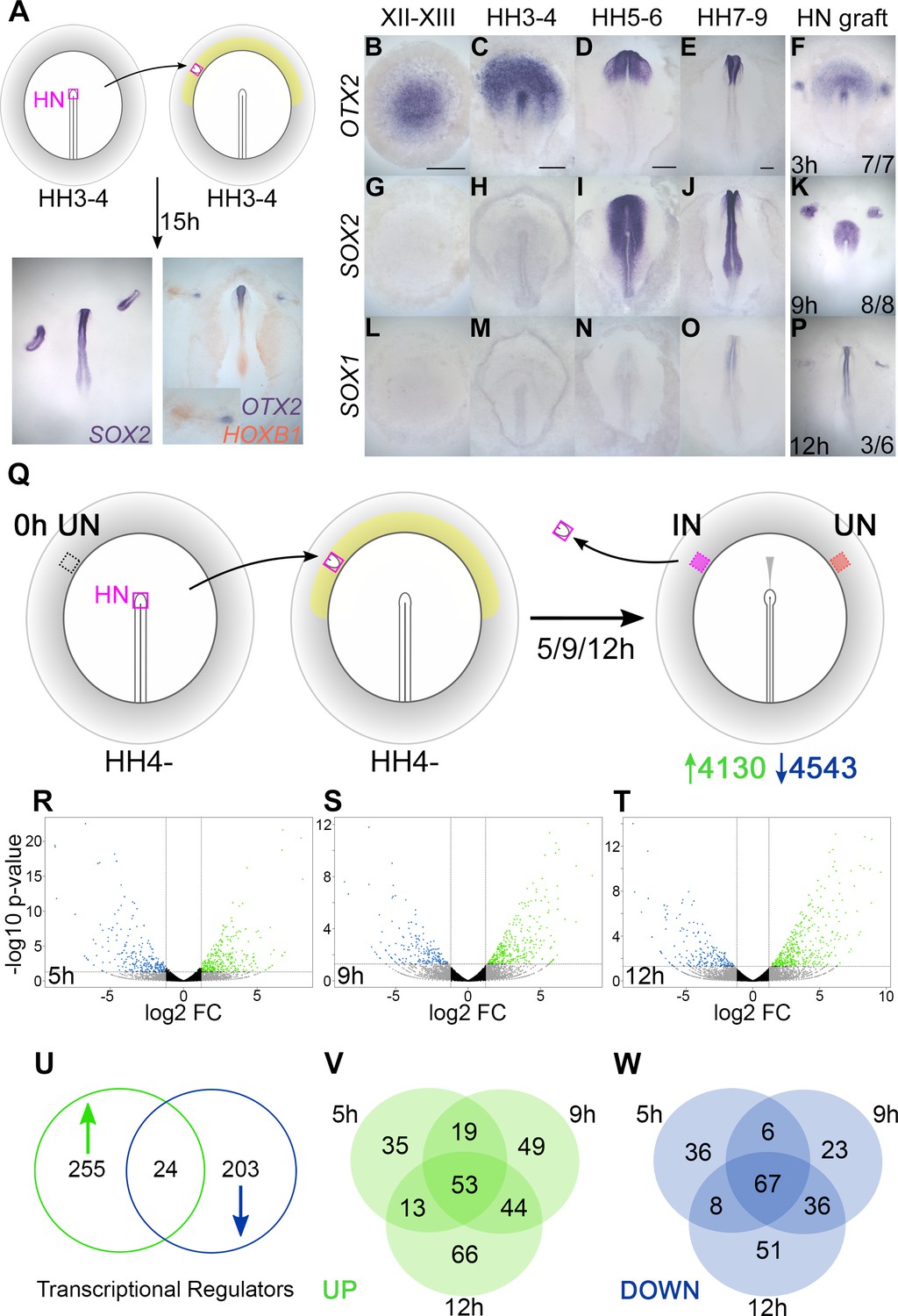 A Gene Regulatory Network For Neural Induction Elife