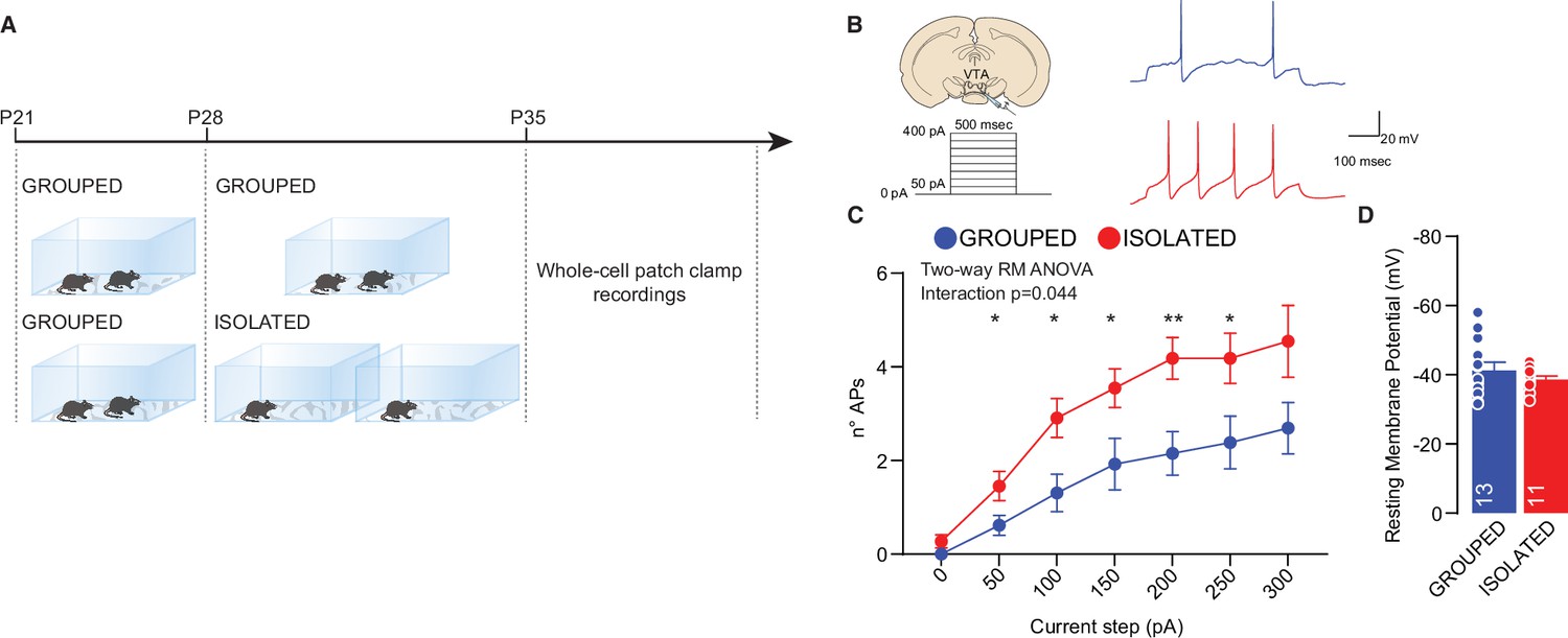 Oxytocin neurons mediate the effect of social isolation via the vta