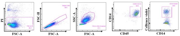 Peer review in CD47 cross-dressing by extracellular vesicles expressing ...