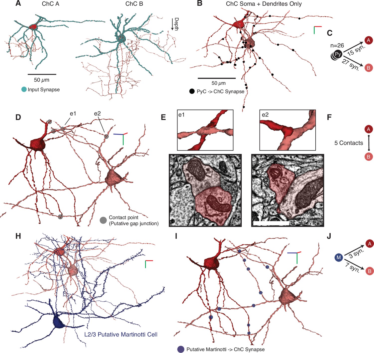 Figures and data in Structure and function of axo-axonic inhibition | eLife