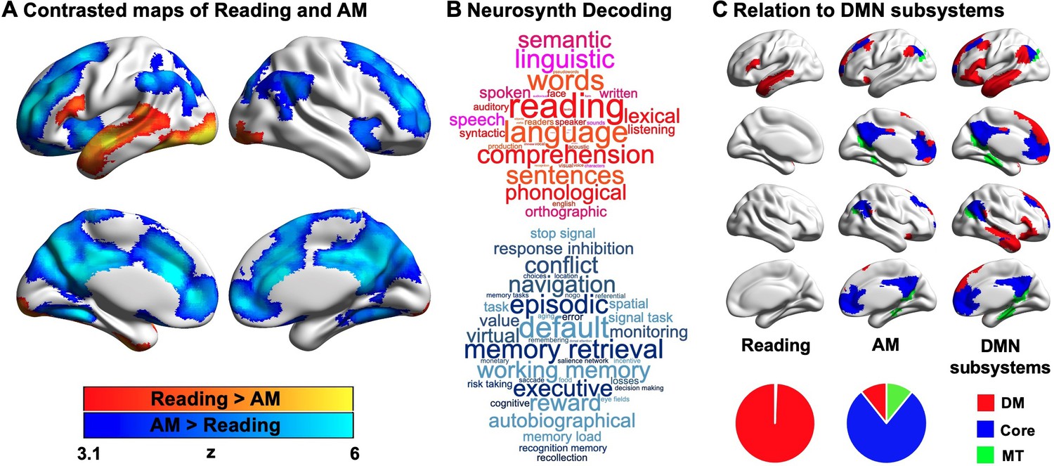 wandering minds the default network and stimulus independent thought