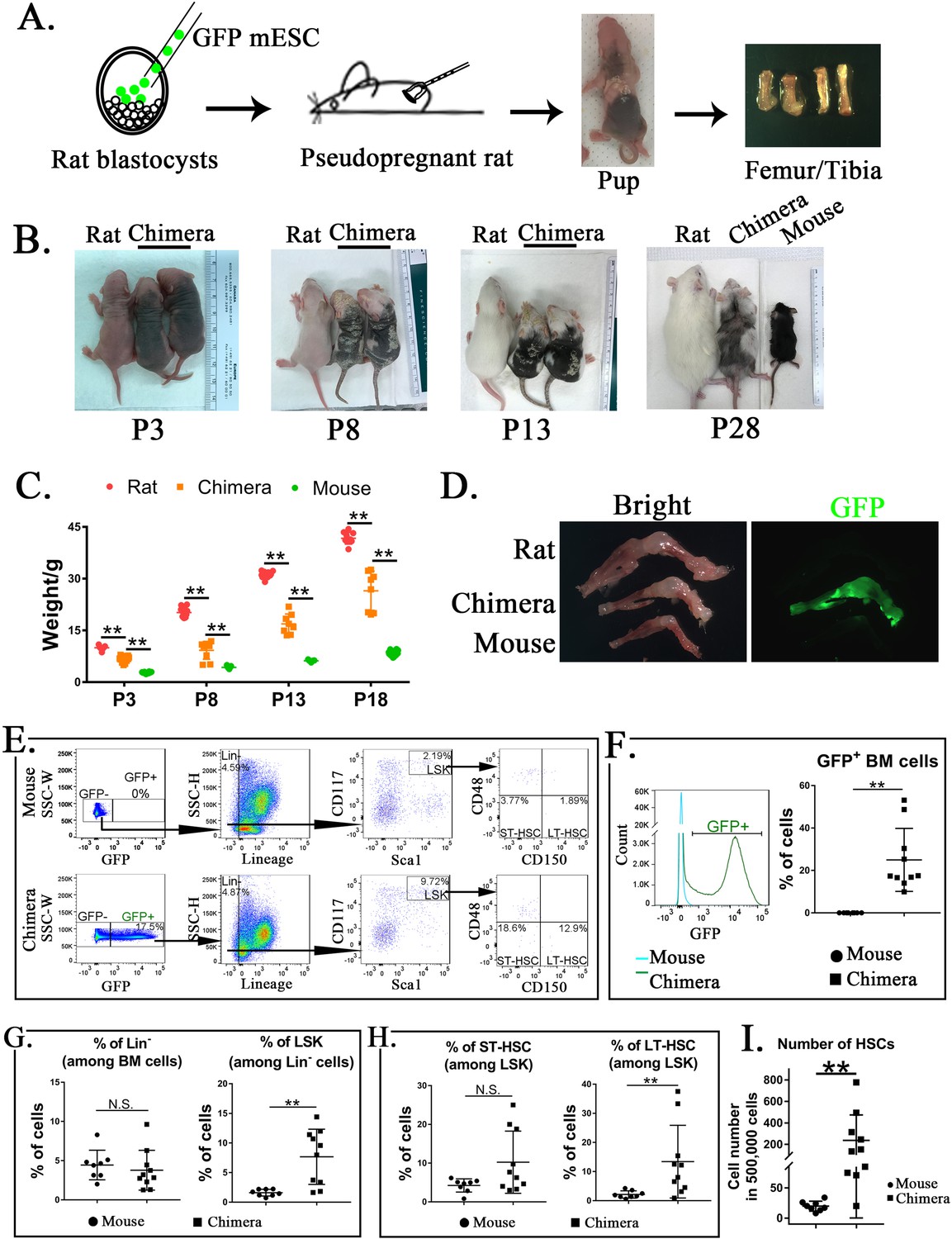 In Vivo Generation Of Bone Marrow From Embryonic Stem Cells In Interspecies Chimeras Elife 