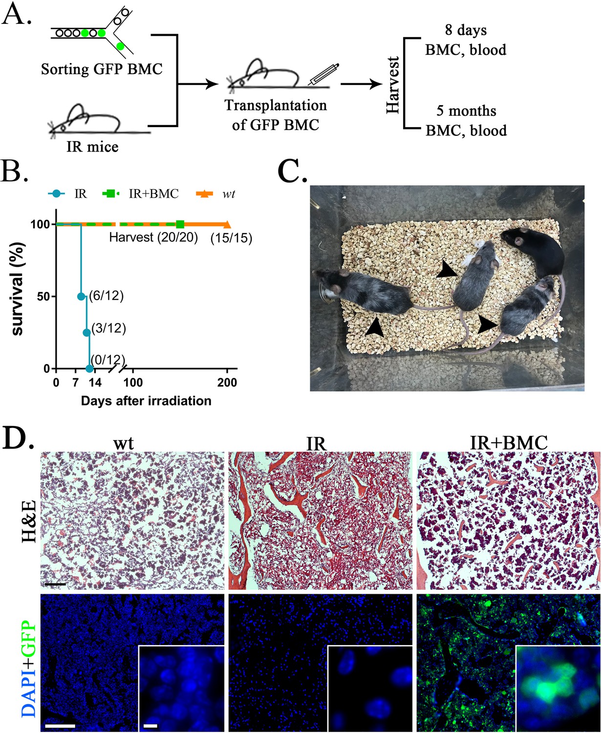 In Vivo Generation Of Bone Marrow From Embryonic Stem Cells In Interspecies Chimeras Elife 4880