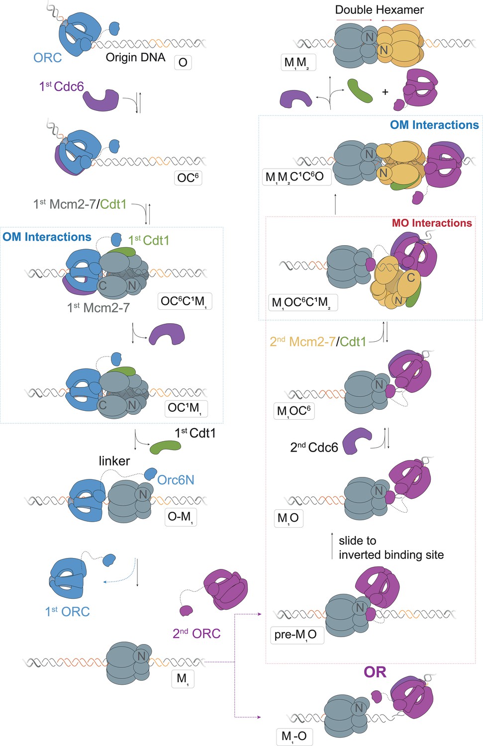 Figures and data in A helicase-tethered ORC flip enables bidirectional ...