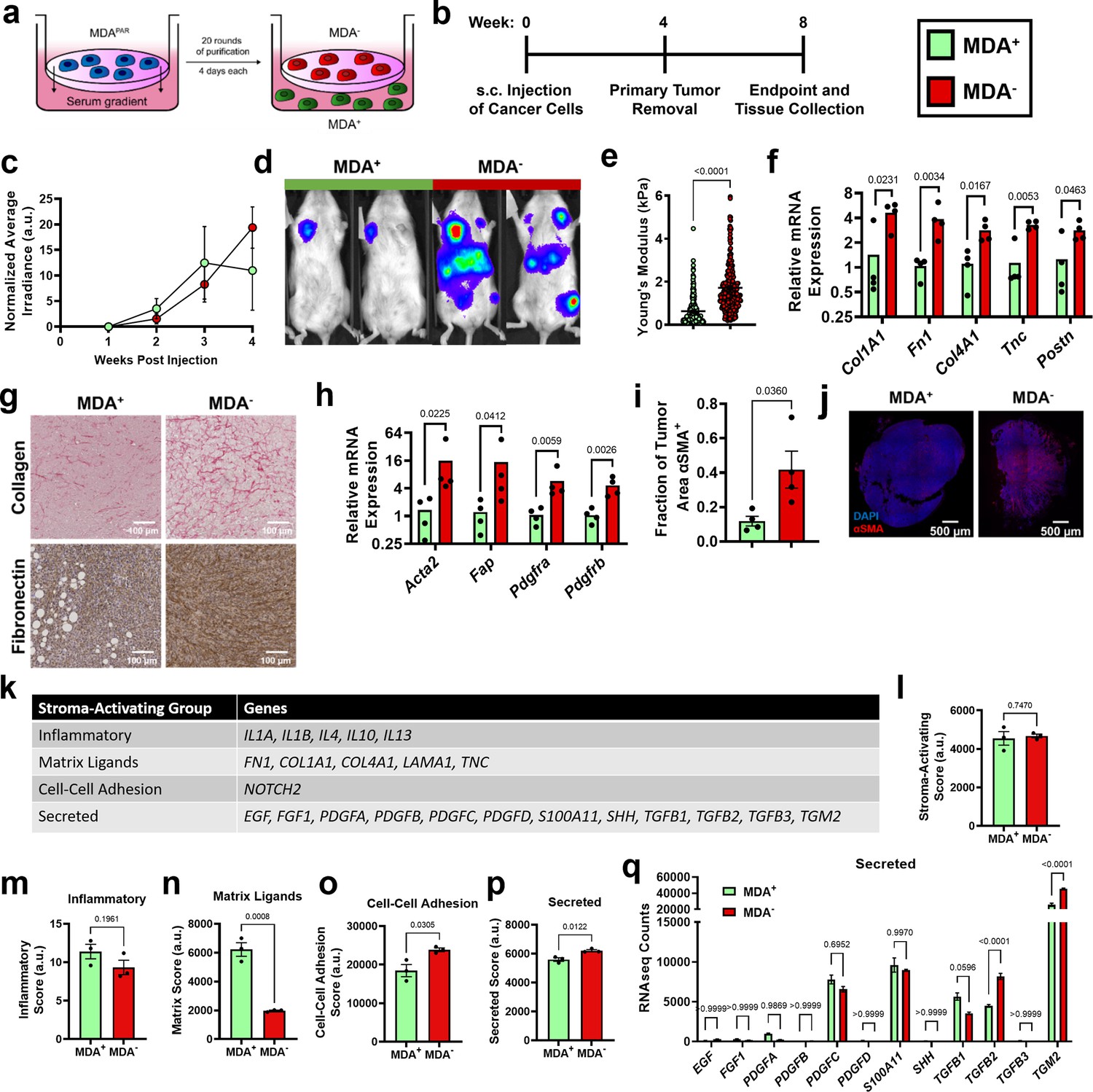 Weakly Migratory Metastatic Breast Cancer Cells Activate Fibroblasts