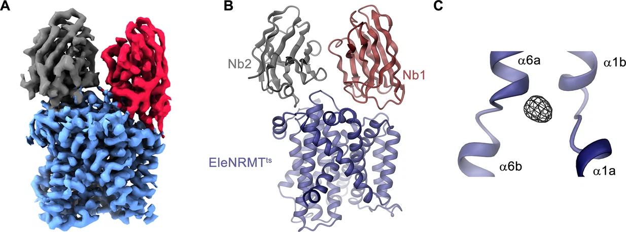 Structural and functional properties of a magnesium transporter of the SLC11/NRAMP family