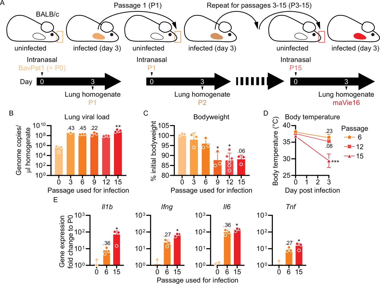 Ace2 is the critical in vivo receptor for sars cov 2 in a novel covid