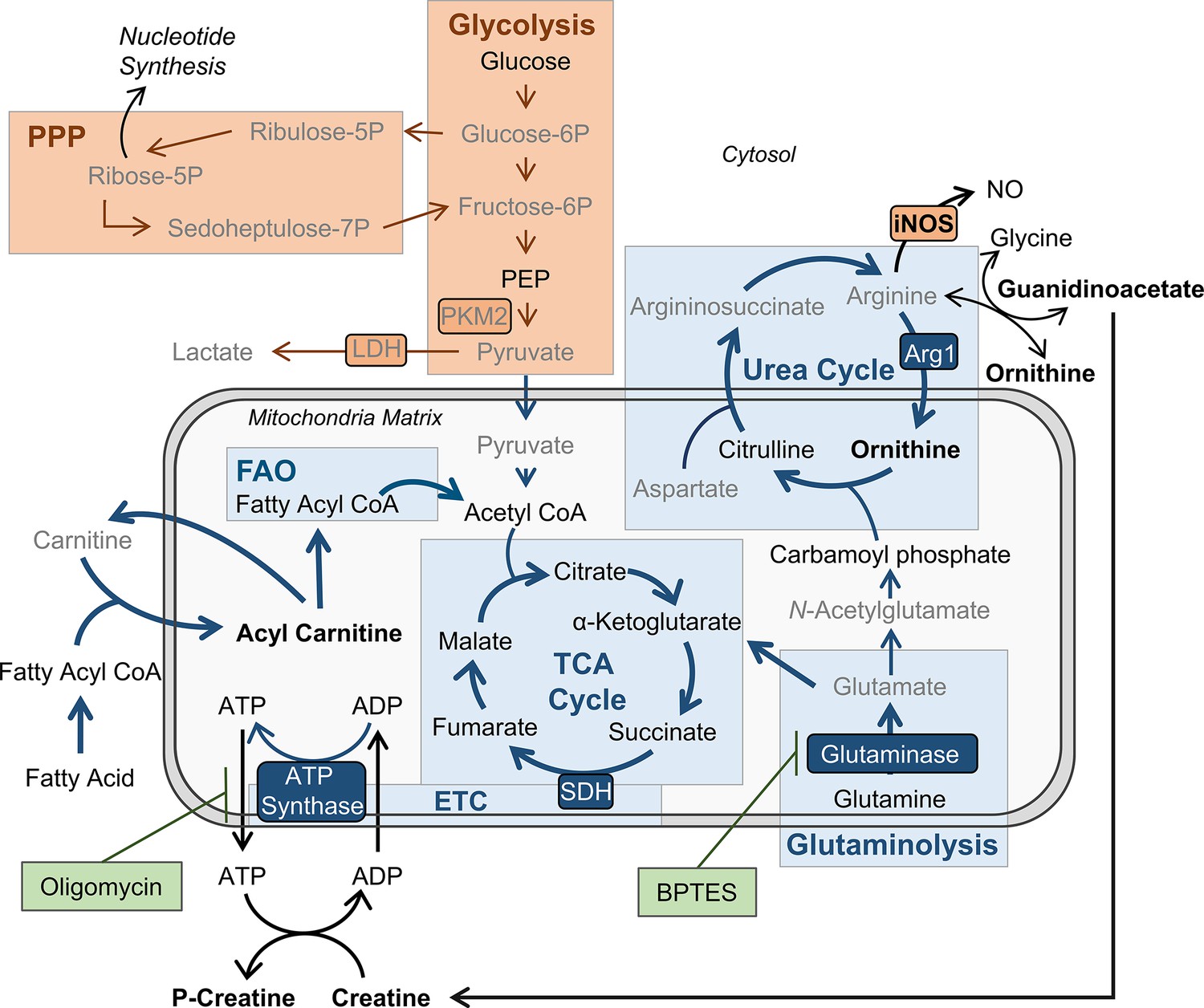 Macrophage innate training induced by IL-4 and IL-13 activation ...