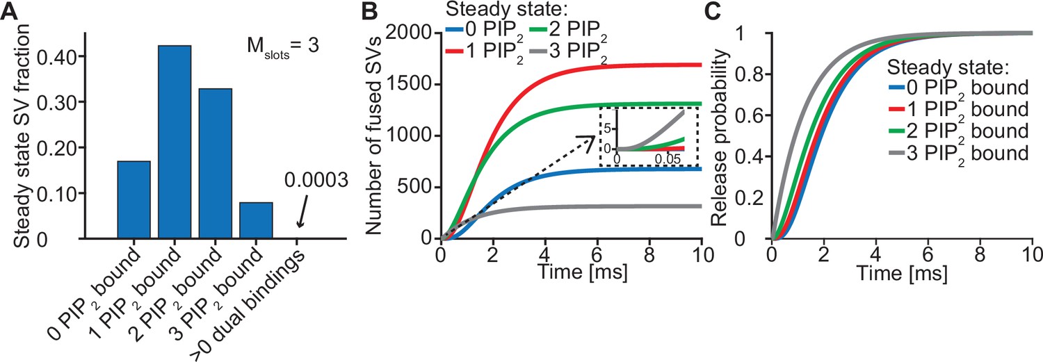 Control of membrane gaps by synaptotagmin-Ca2+ measured with a