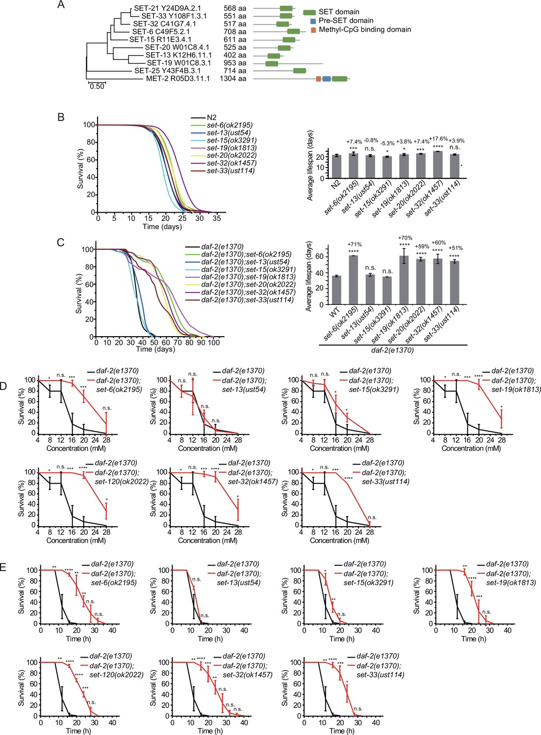 H3K9me1/2 methylation limits the lifespan of daf-2 mutants in C. elegans |  eLife