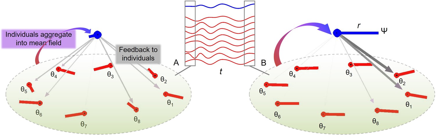 Collective dynamics support group drumming, reduce variability, and  stabilize tempo drift