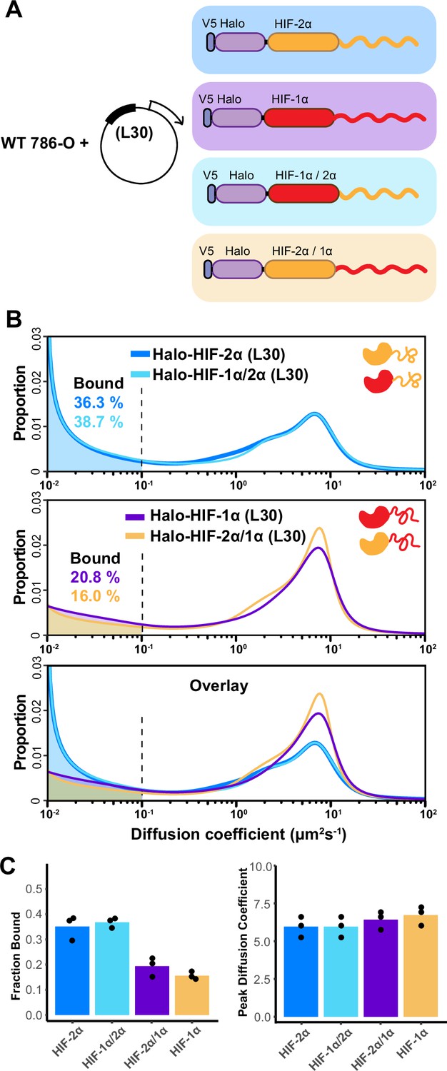 Mechanisms Governing Target Search And Binding Dynamics Of Hypoxia ...