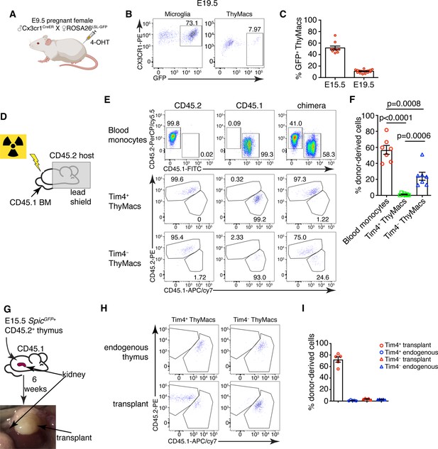 Thymic macrophages consist of two populations with distinct ...