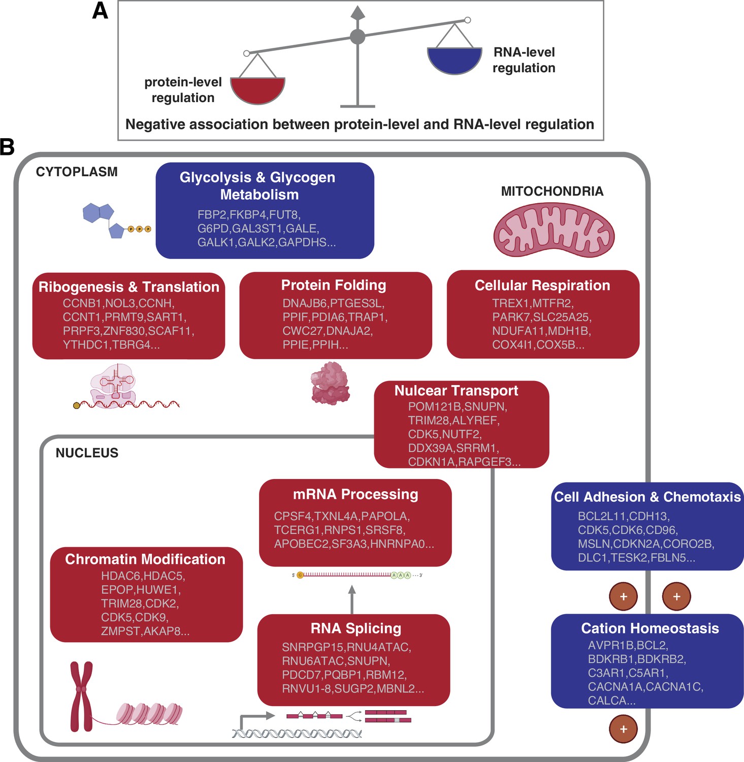 Proteogenomic analysis of cancer aneuploidy and normal