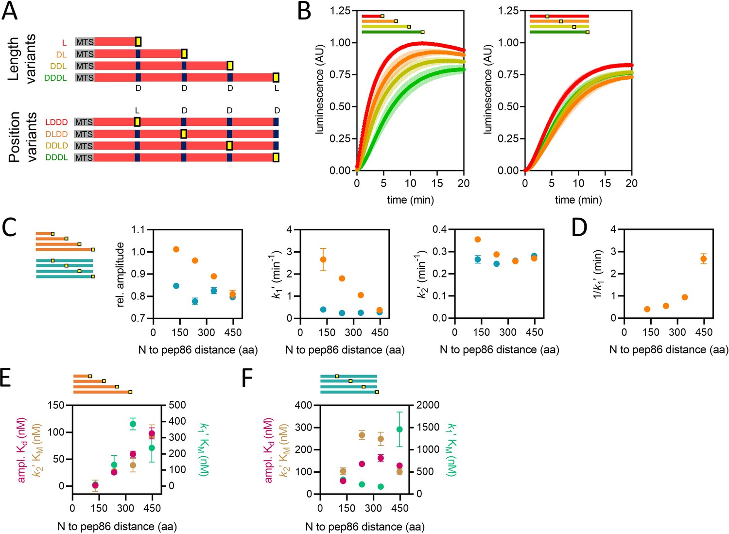 Towards a molecular mechanism underlying mitochondrial protein import ...