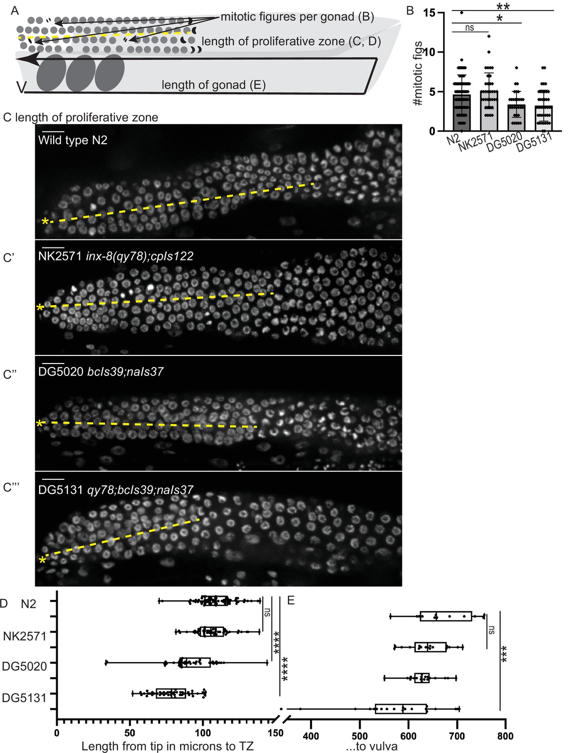 PDF) The POU Geneceh-18Promotes Gonadal Sheath Cell