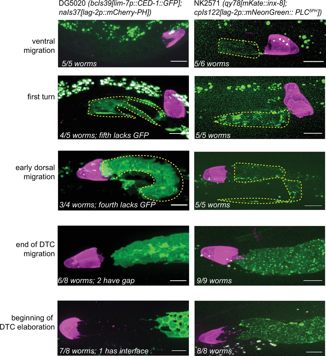 Figures And Data In The C. Elegans Gonadal Sheath Sh1 Cells Extend ...